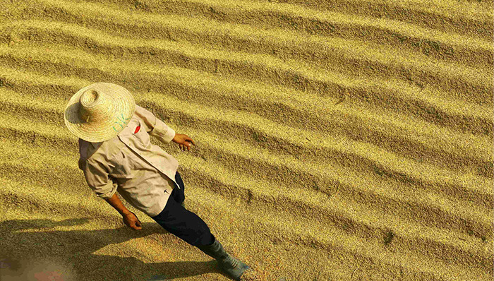 中国未来能保障粮食安全问题