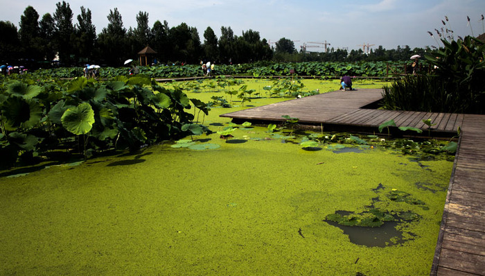 成都锦江区，也有“五朵金花”，不要小看噢！