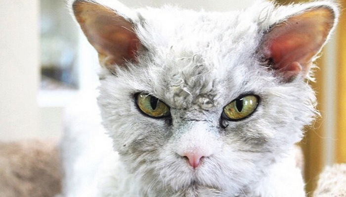 猫,,邪恶,,艾伯特,,不爽猫,,Instagram,,宠物,,动物