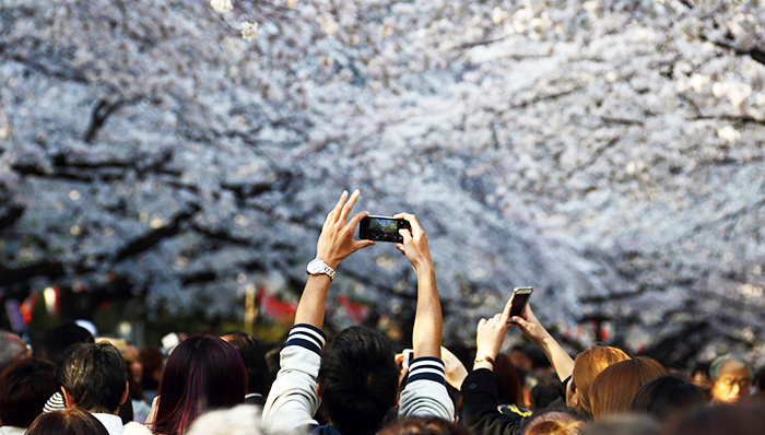 日本樱花季中国游客爆增