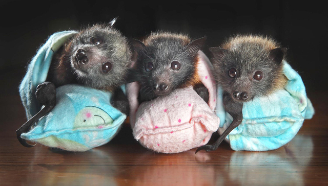 蝙蝠,,宝宝,,孤儿,,动物保护,,志愿者