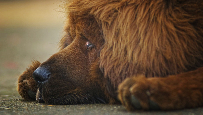 反腐倡廉,藏獒,火锅