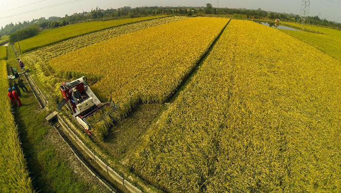 农地,流转,粮食生产