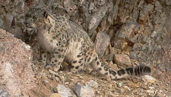 可可西里,雪豹,无人区,环境保护