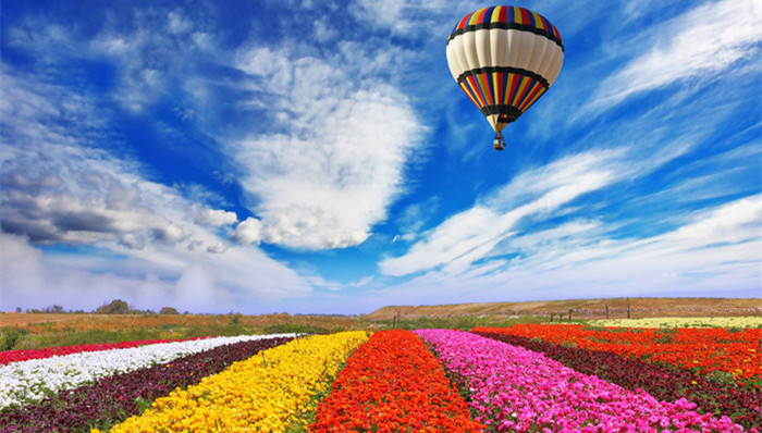 花的艺术：最喜爱的明星如何让鲜花更加美丽