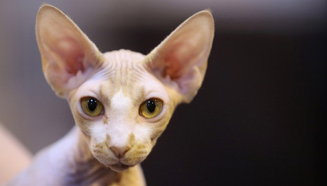 猫,还债,俄罗斯