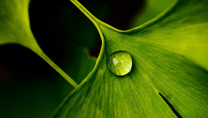 桂林兴达出售劣质银杏叶提取物,牵连云南白药等24家公司