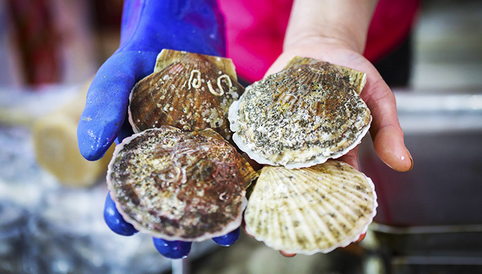 獐子岛启动春季底播虾夷扇贝抽测活动,在二级市场自6月1日开市停牌