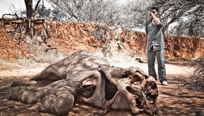 偷猎,犀牛,象牙,犀牛角,非洲