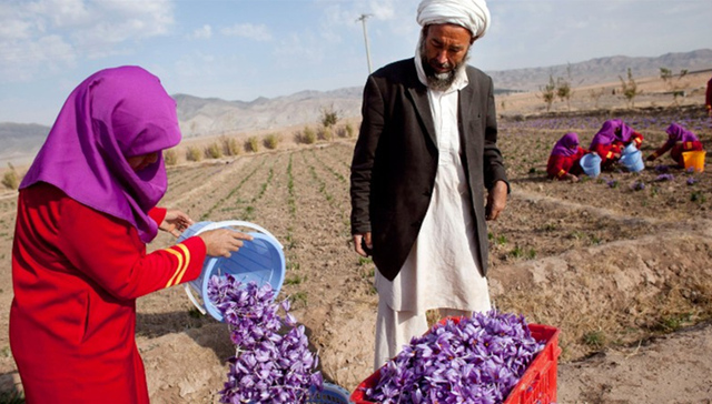 伊朗,,藏红花,,阿富汗,,西班牙,,核谈判