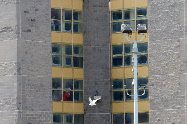 红色通缉令,杨秀珠,纽约