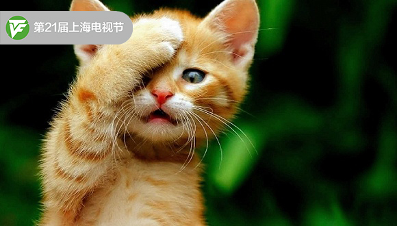 汪星人和喵星人主演的国产剧 你看吗？