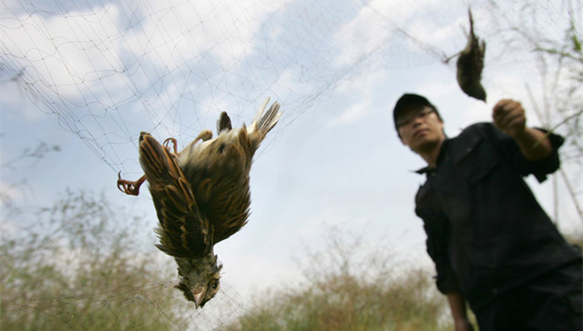 珍禽，禾花雀，灭绝