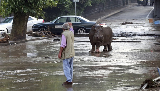 格鲁吉亚,动物园,猛兽,洪水