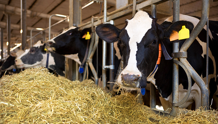 光明乳业将收购上海牛奶集团奶牛养殖业务