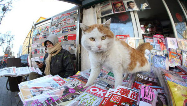 传媒,新媒体,纸媒,转型