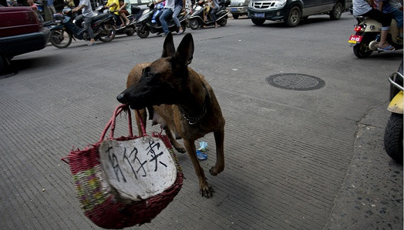 玉林,狗肉,动物保护