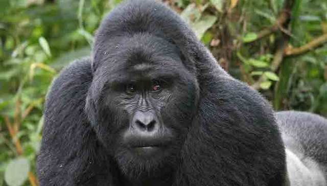 动物园,大猩猩,金刚,日本