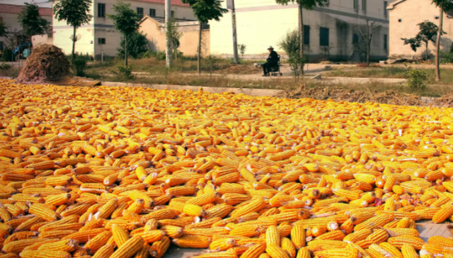 绿色和平,孟山都,草甘膦,转基因