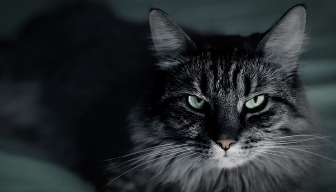 日常生活,猫,动物