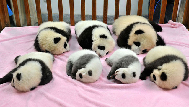 动物大熊猫成都