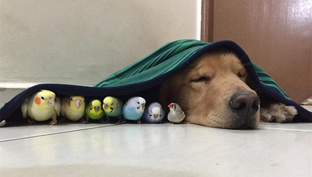 鸟,仓鼠,狗,instagram