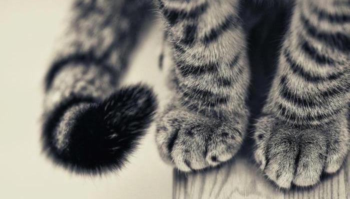 腿毛,脱毛膏,脱毛器