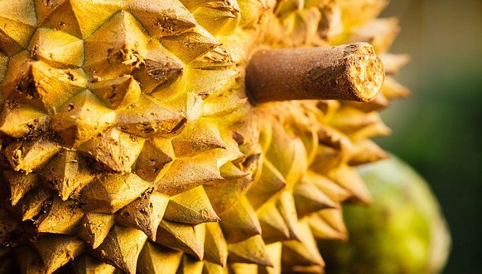 菲律宾,食物中毒