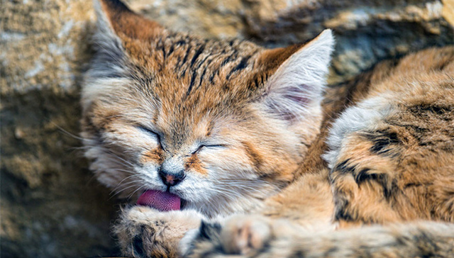 沙漠猫,,沙猫,,猫,,猫科动物,,沙漠,,喵星人