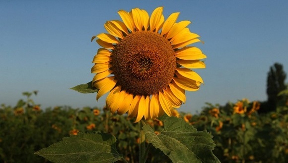 乌克兰,欧洲社会,马航