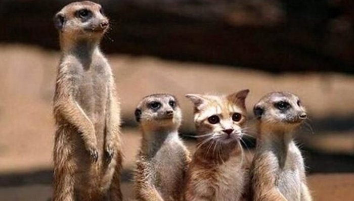 古斯曼,印度,希腊,木星