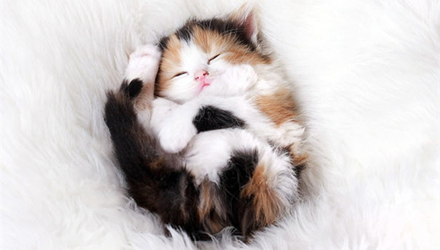 猫,,猫咪,,喵星人,,睡觉,,姿势,,猫奴,,铲屎官