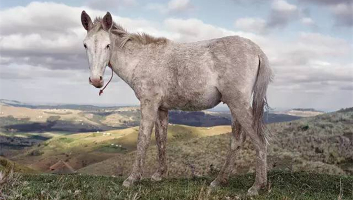 动物,,农业杂志,,Modern,Farmer,,时尚,,农业,,美食,,生活方式