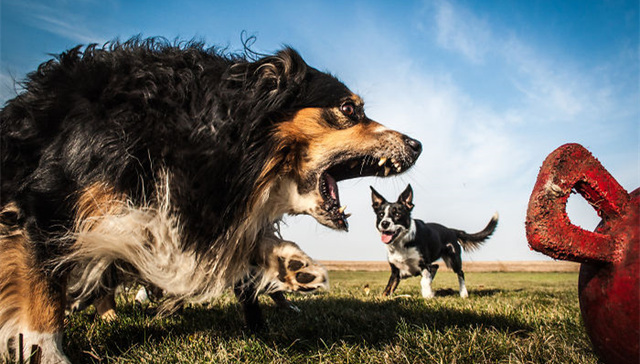 巨型犬,,狗,,汪星人,,摄影,,创意,,视觉错觉