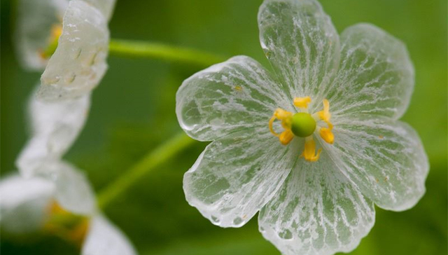 山荷叶,植物,花,透明,神奇