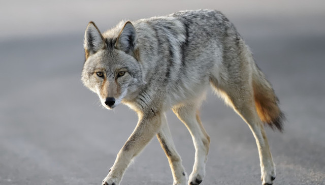 野生动物,美国,纽约,环境保护