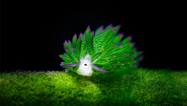 海兔,,羊,,萌物,,动物,,光合作用,,日本,,叶绿体