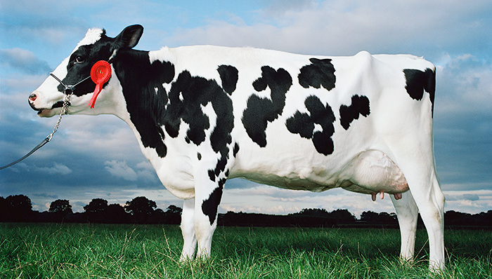 光明乳业下属子公司荷斯坦牧业收购上海牛奶集团相关股权资产