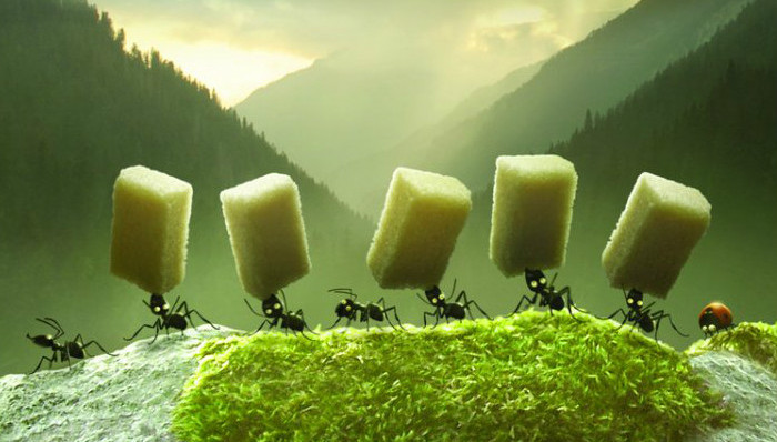 蚂蚁,科学研究