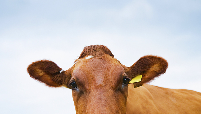 新希望在澳洲投23亿要建万头牧场