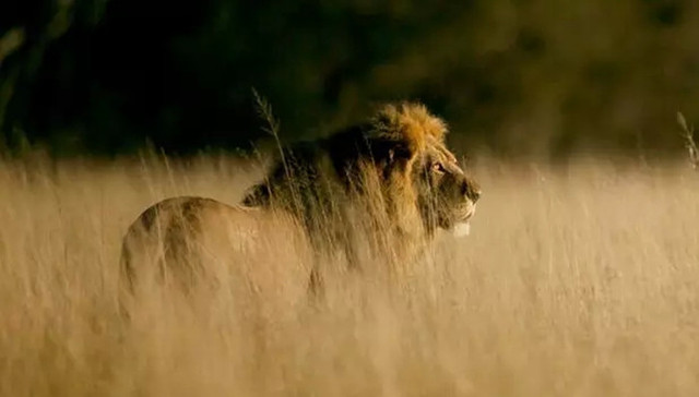 狮子,偷猎,津巴布韦,牙医