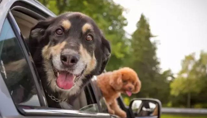 人有安全带，宝宝有安全座椅，狗狗坐车怎么办？