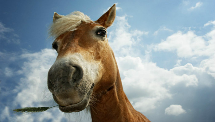 马,面部表情,动物世界