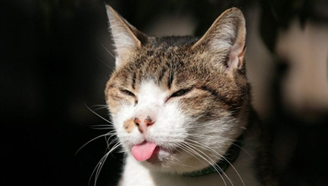 蜡像,成都,偶像,丑