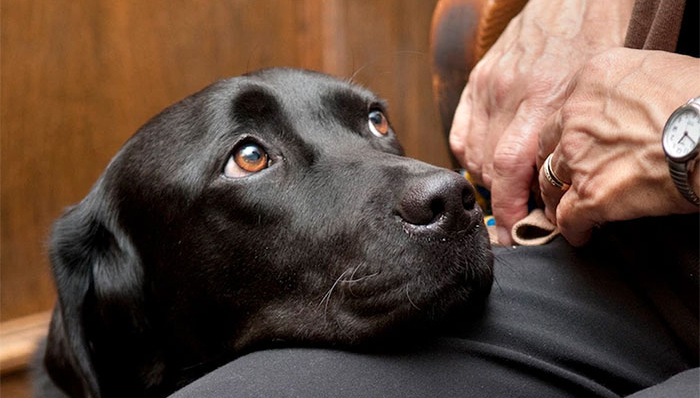 汪星人,,狗,,法院,,法庭,,焦虑,,抑郁,,心理,,情绪