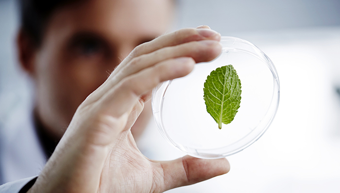 澳大利亚研发可以生产清洁能源的人工叶片