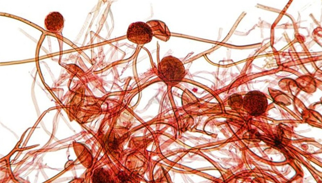 你家里的灰尘中藏有多少种微生物？答案是9000！