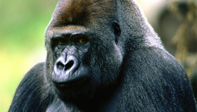 美国,猩猩,动物园,照片