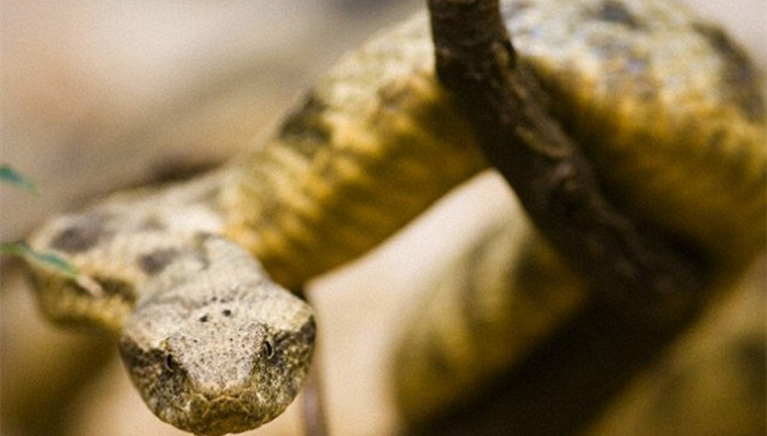 印度,农民,丁丁,毒蛇