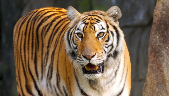 军队,反腐,,,缪贵荣